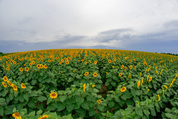 Fototapeta na wymiar sunflower in a field of sunflowers under a blue sky