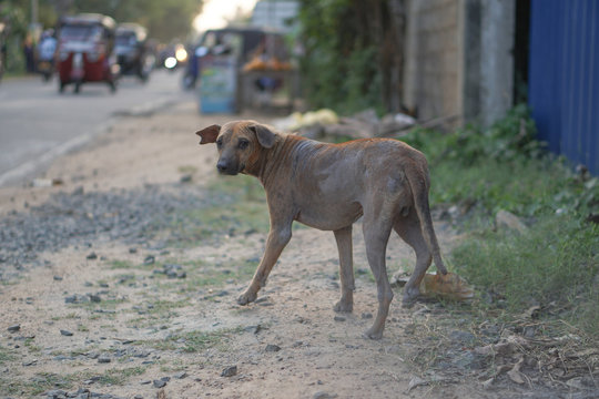 Stray dog in Asia devoid of home. Streets of Sri Lankan and India. Stock photo