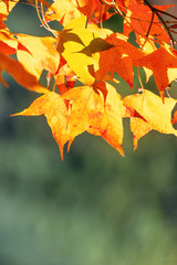 Beautiful maple leaves in autumn sunny day in foreground and blurry background in Kyushu, Japan. No people, close up, copy space, macro shot.