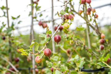 Reife Stachelbeeren am Strauch in einer Obstplantage