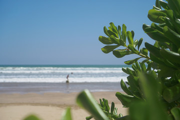 Beach green plants in the tropics against the backdrop of the ocean, the sea. Greens in Asia and its landscapes. Stock photo