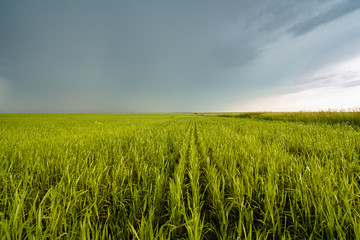 Field with green whea