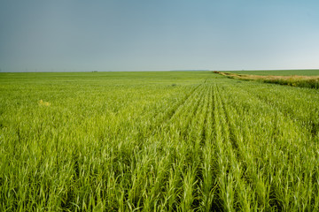 Field with green whea