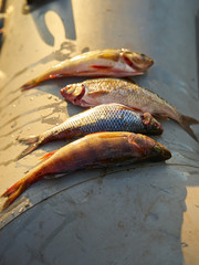 caught fish in the lake lies aboard a rubber boat