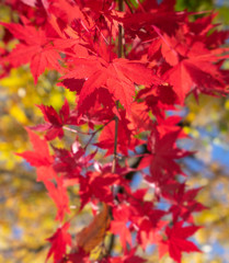 Naklejka na ściany i meble Beautiful maple leaves in autumn sunny day in foreground and blurry background in Kyushu, Japan. No people, close up, copy space, macro shot.