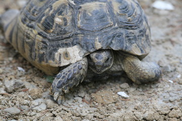 Big turtle in the city. Ankara, Turkey.