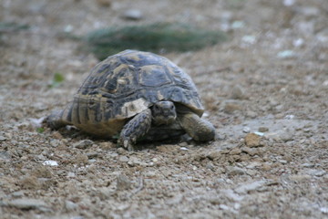 Big turtle in the city. Ankara, Turkey.