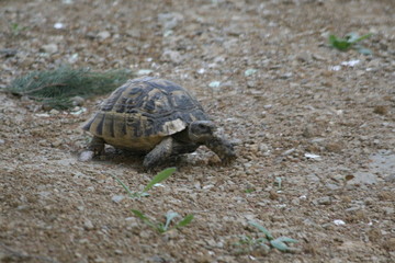 Big turtle in the city. Ankara, Turkey.