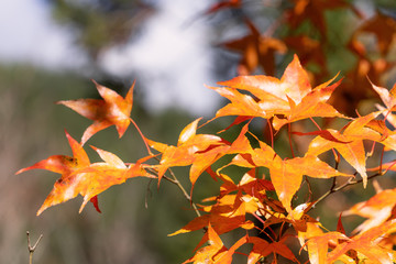 Beautiful maple leaves in autumn sunny day in foreground and blurry background in Kyushu, Japan. No people, close up, copy space, macro shot.