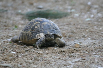 Big turtle in the city. Ankara, Turkey.