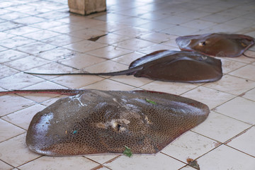 Seafood caught by fishermen. Oceanic slope, ecological theme.