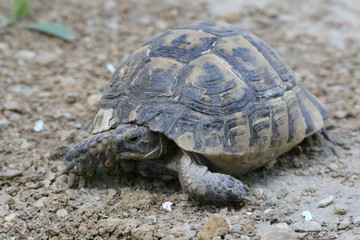 Big turtle in the city. Ankara, Turkey.