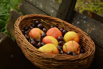 basket of pears 1