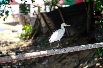 Beautiful oriental bird on a sunny day on a green background of plants. Stock photo