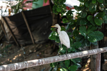 Beautiful oriental bird on a sunny day on a green background of plants. Stock photo