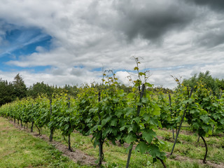 Fototapeta na wymiar Ecological vinyard in Vedster Vedsted, Esbjerg Denmark