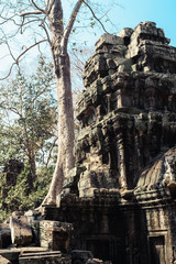 Obraz premium Ta Prohm temple. Ancient Khmer architecture under the giant roots of a tree at Angkor Wat complex, Siem Reap, Cambodia