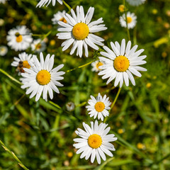 Fototapeta premium camoille flowers growing at the meadow, they are also used for medicin