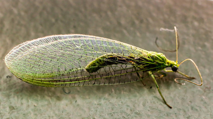 Green Lacewing