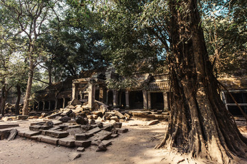 Fototapeta premium Ta Prohm temple. Ancient Khmer architecture under the giant roots of a tree at Angkor Wat complex, Siem Reap, Cambodia