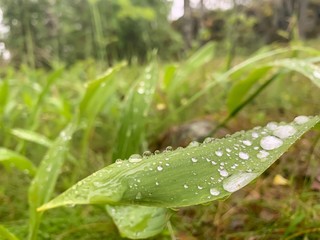 Fresh dew, rain drops on the leaves