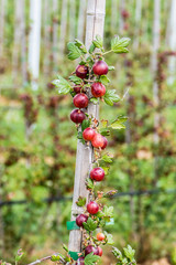 Reife Stachelbeeren am Strauch in einer Obstplantage