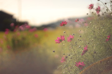 Obraz na płótnie Canvas 夕方の庭のピンクのコスモスの花とレンズフレア