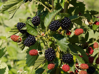 Mûriers (Rubus fruticosus) ou ronces aux mûres rouges et noires