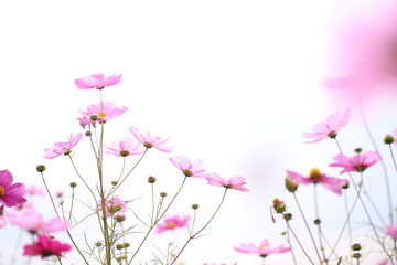 Obraz na płótnie Canvas コピースペースのある白い空の背景とピンクのコスモスの花