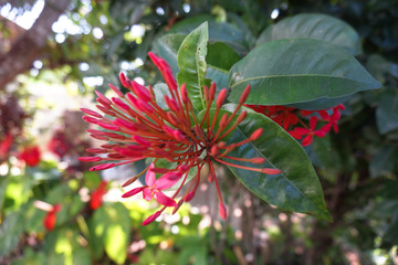 Flamboyant tree or phoenix flower, a kind of urban tree that bloom bright red flowers in summer season, beautiful blossom on branch of tree from bottom. Stock photo