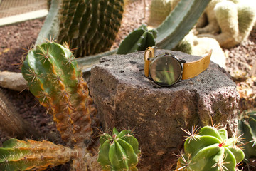 reloj apoyado sobre una piedra con cactus al rededor 