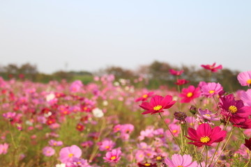 Obraz na płótnie Canvas コピースペースのある青い空の背景とピンクのコスモスの花