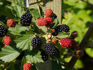 Mûriers (Rubus fruticosus) ou ronces aux mûres rouges et noires