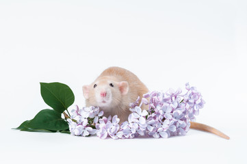 Orange rat with lilac flowers on a white background