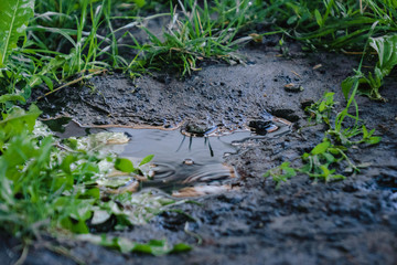 grassy yard lawn or park with puddles in the green field