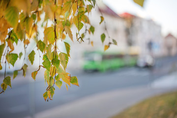 birch branch with autumn yellow and green leaves, urban traffic on city street background