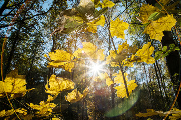 bright sun with long rays shines through branches of trees of autumn forest