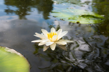 Beautiful blossom white water lily flower with big green leaves in dark pond