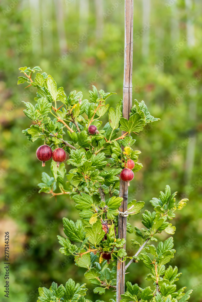 Wall mural reife stachelbeeren am strauch in einer obstplantage