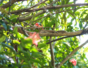 Flamboyant tree or phoenix flower, a kind of urban tree that bloom bright red flowers in summer season, beautiful blossom on branch of tree from bottom. Stock photo
