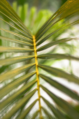 Branches of palm trees on a background of forest and sky. Young trees grow in Asia. Stock photo