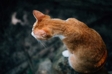 Ginger cat