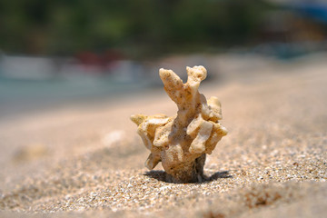 Corals rendered on the beach of the ocean. ruined reefs on the ocean. Background for travel themes,...