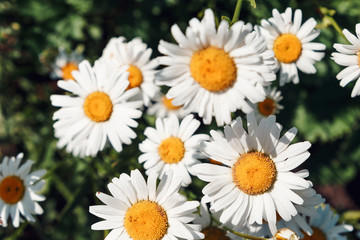 Fototapeta premium Colorful summer background of white daisy flowers. Summer, spring concepts. Beautiful nature background. Macro view of abstract nature texture. Template for design. Soft focus. Copy space
