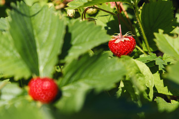 Close-up of the ripe strawberry in the garden. Summer, spring concepts. Beautiful nature background. Ripe strawberries on a bush to the garden. Macro view of abstract nature texture