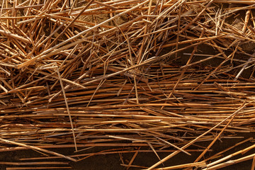 Fragments of dry reed shoots on a sandy beach shot at sunset with high contrast and long shadows