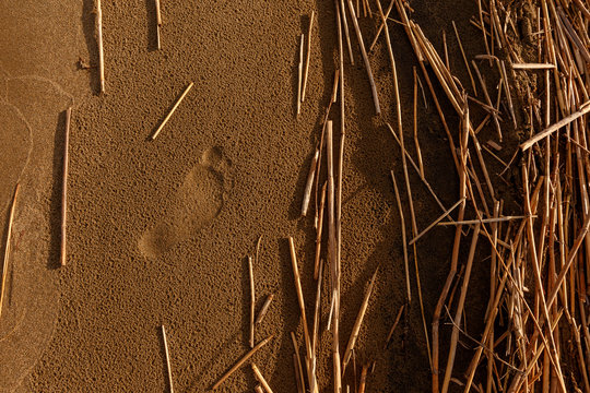 Beautiful footprint of the right foot on the bright sand after rain with fragments of dry reeds around it, shot in contrasting evening lighting on the lake