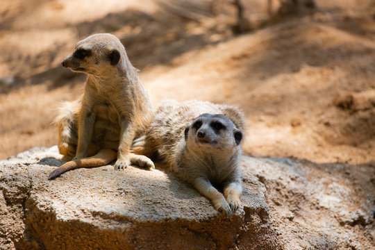 SURICATI SU UNA ROCCIA AL BIOPARCO