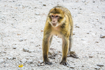 Wildlife macaques monkeys in Moroccan cedar forest near Azrou, Morocco