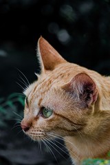 cat in front of wall